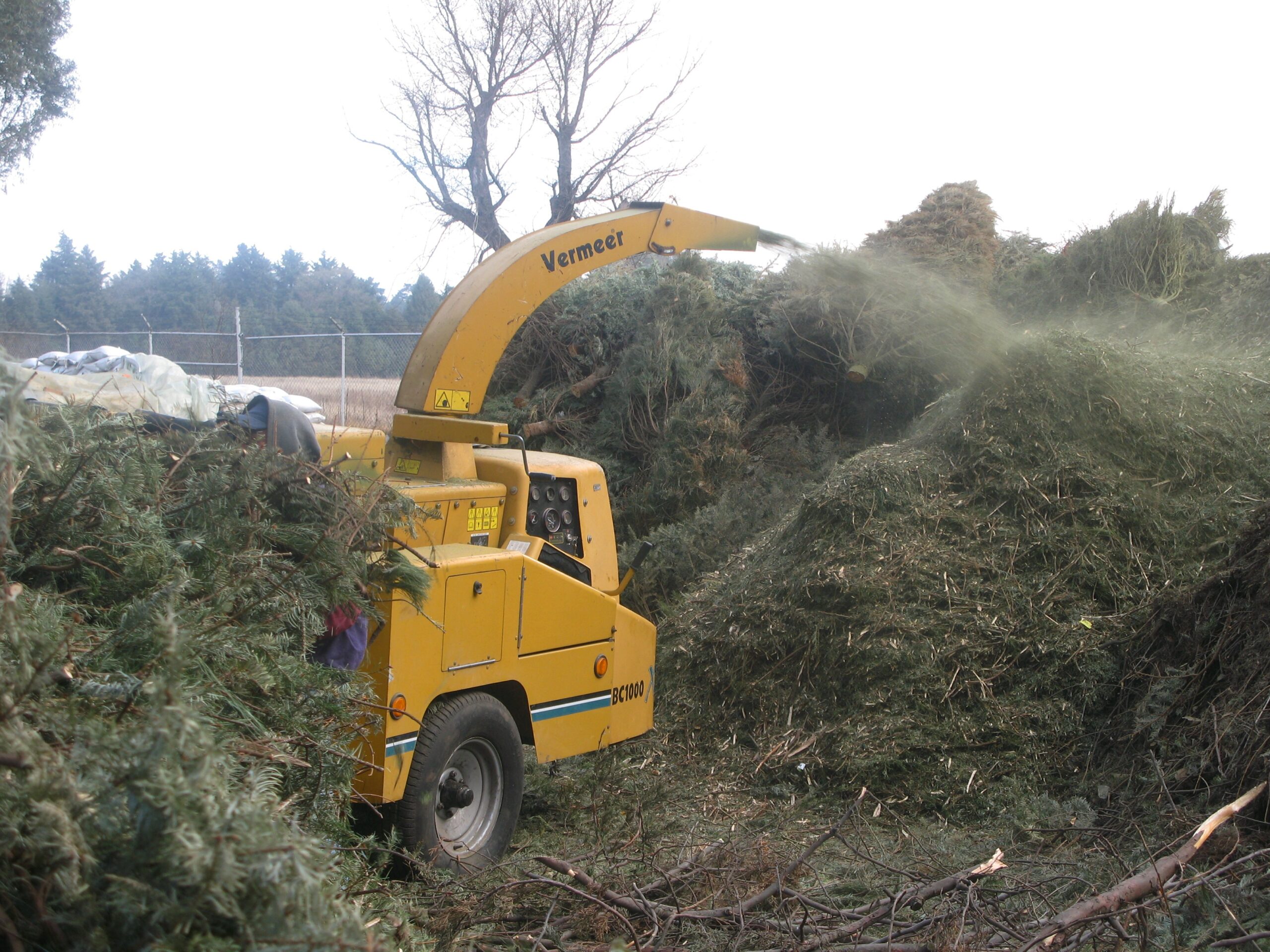 Habilitan, en Edomex, 19 centros de acopio de árboles de navidad naturales, para ser reciclados