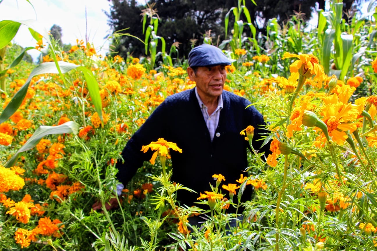 Edomex prevé derrama económica de 1,991 mdp por venta de flor de cempasúchil en Día de Muertos