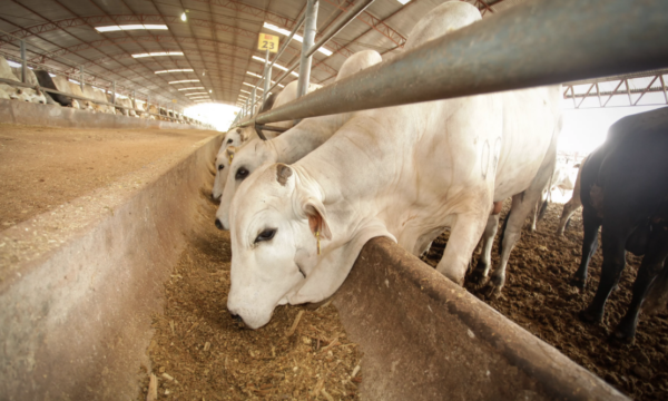 Refuerza Edomex estrategia contra gusano barrenador, tras caso detectado en Tlatlaya
